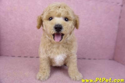 01/20泰迪比熊公幼犬(屏東內埔)1