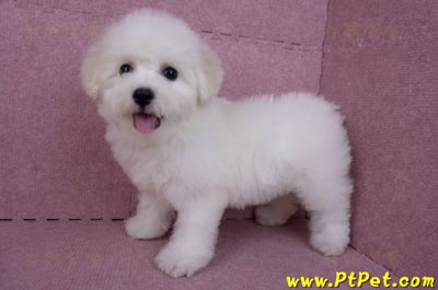 07/22比熊犬母幼犬(桃園中壢)7