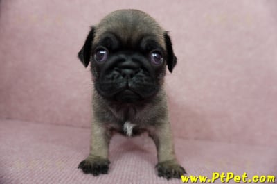 04/02巴哥公幼犬3號(台北內湖)1