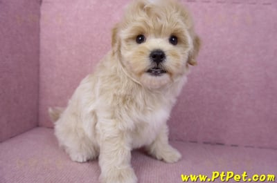 11/23馬爾泰迪公幼犬(高雄)7