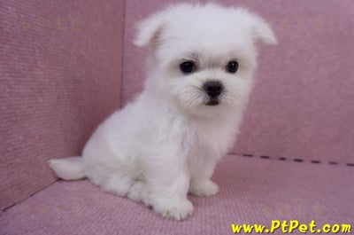 05/28迷你型馬爾濟斯公幼犬3號(台北萬華)3