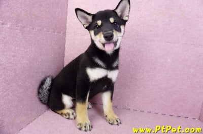 05/14黑色柴犬母幼犬(新北土城)5