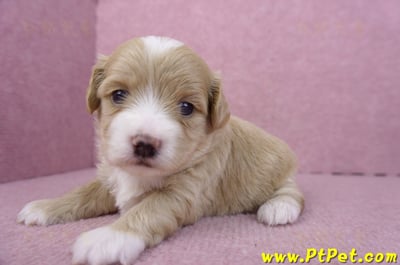 01/30馬爾泰迪公幼犬1號8