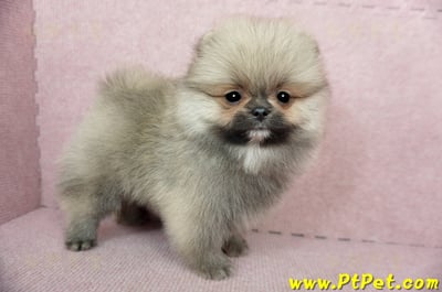 02/11迷你型松鼠棕博美公幼犬(新竹竹北)5