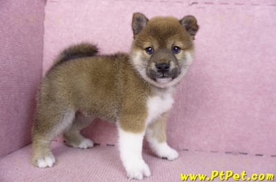 01/11赤色柴犬母幼犬3號(新竹竹北)5