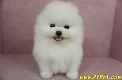 12/27迷你型松鼠白博美公幼犬(高雄前鎮)1