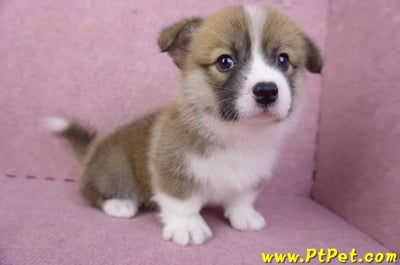 03/14雙色柯基犬母幼犬(新竹市)6