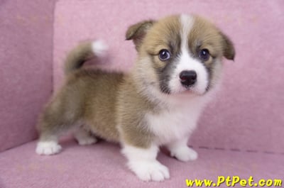 03/14雙色柯基犬母幼犬(新竹市)8