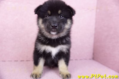 10/15黑色長毛柴犬公幼犬(基隆安樂)3