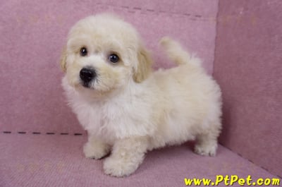 08/14泰迪比熊公幼犬1號(花蓮吉安)10