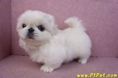 12/17北京狗公幼犬2號10