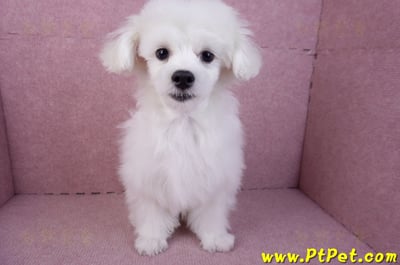 08/11馬爾濟斯公幼犬1