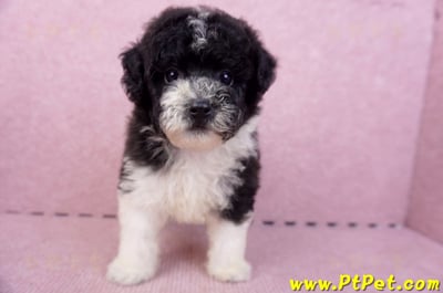 07/10迷你型花貴賓母幼犬2號(台南中西)1