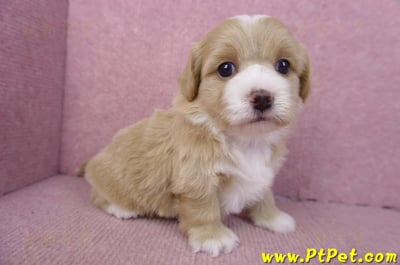 01/30馬爾泰迪公幼犬1號3