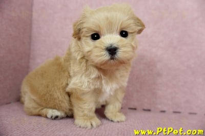 04/23奶油色馬爾泰迪公幼犬(屏東東港)5