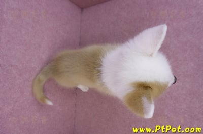 11/05雙色柯基犬公幼犬10