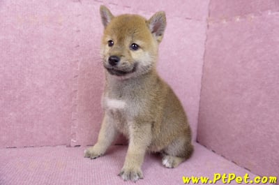 07/11赤色柴犬母幼犬(台南東區)9