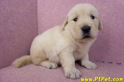 07/18黃金獵犬母幼犬2號(台南東區)4