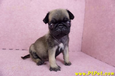 09/08巴哥母幼犬3號(新北五股)6