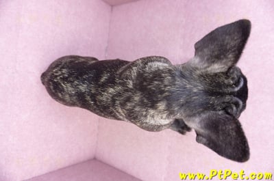 09/18虎斑色法國鬥牛母幼犬(屏東長治)15