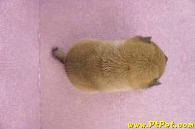 01/16赤色柴犬公幼犬7