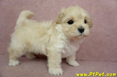 2/23奶油色馬爾泰迪公幼犬(屏東市)5