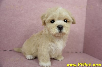 04/11奶油色馬爾泰迪公幼犬(台東綠島)9