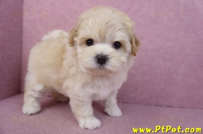 11/23馬爾泰迪母幼犬(高雄仁武)1