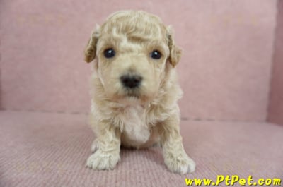 03/12泰迪比熊母幼犬4號(新北淡水)1