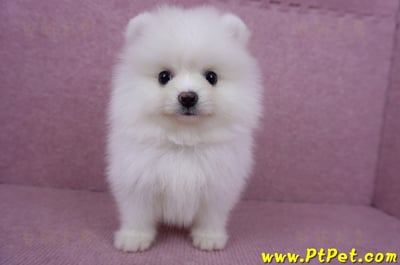 05/22迷你型松鼠白博美公幼犬(高雄美濃)2