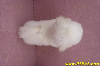 05/20比熊犬公幼犬(新北林口)14