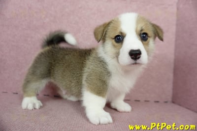 04/28雙色柯基犬公幼犬1號(桃園中壢)4