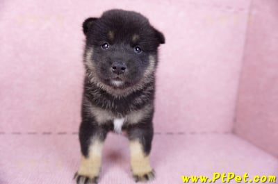 10/15黑色柴犬公幼犬2號(屏東九如)1