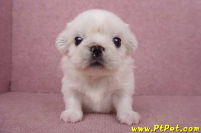 06/19北京狗母幼犬(高雄左營)2