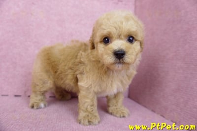 08/12泰迪比熊公幼犬(台北信義)5