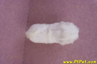 09/21馬爾濟斯公幼犬(高雄左營)12