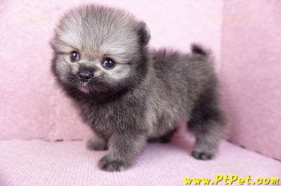 07/23迷你型松鼠棕博美公幼犬(桃園龍潭)7