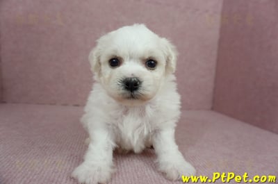 01/12比熊犬公幼犬1號(高雄鳥松)1