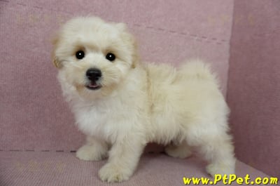 01/10奶油色馬爾泰迪公幼犬(花蓮壽豐)9