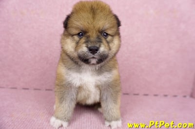 06/24赤色長毛柴犬公幼犬(屏東內埔)1