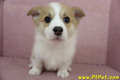 04/28雙色柯基犬母幼犬(高雄前鎮)3