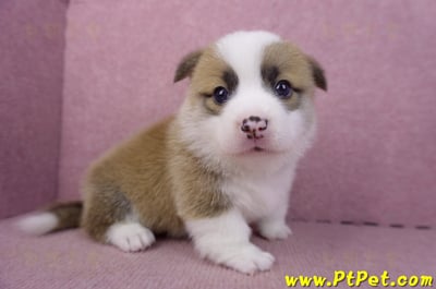 02/11雙色柯基犬公幼犬6