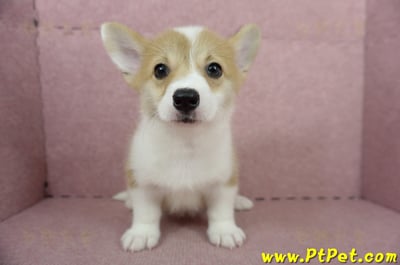 04/13雙色柯基犬母幼犬(高雄橋頭)2