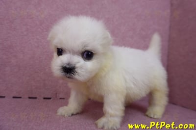 03/20馬爾濟斯公幼犬1號6