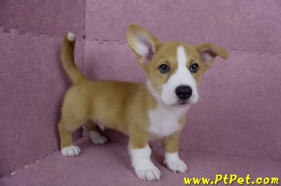 05/09雙色柯基犬公幼犬(南投市)4