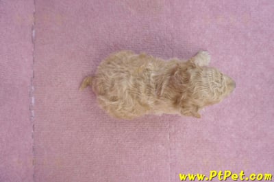 01/20泰迪比熊公幼犬2號7