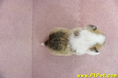 01/25雙色柯基犬公幼犬2號(桃園市)7