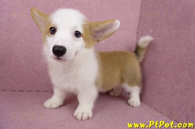 05/09雙色柯基犬母幼犬(台北萬華)13