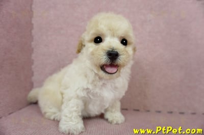 03/12泰迪比熊公幼犬(高雄鳳山)1