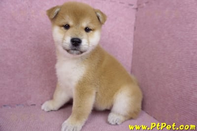 01/16赤色柴犬母幼犬9